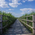 A scenic view of a wooden boardwalk through a vibrant marshland under a blue sky dotted with clouds.