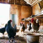 A rustic indoor chicken coop with hens and a rooster. Natural daylight illuminates the scene.