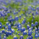 A vibrant field of Texas bluebonnets in full bloom during springtime, capturing nature's beauty.